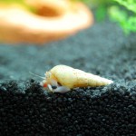 DSC_2367 DSC_2367